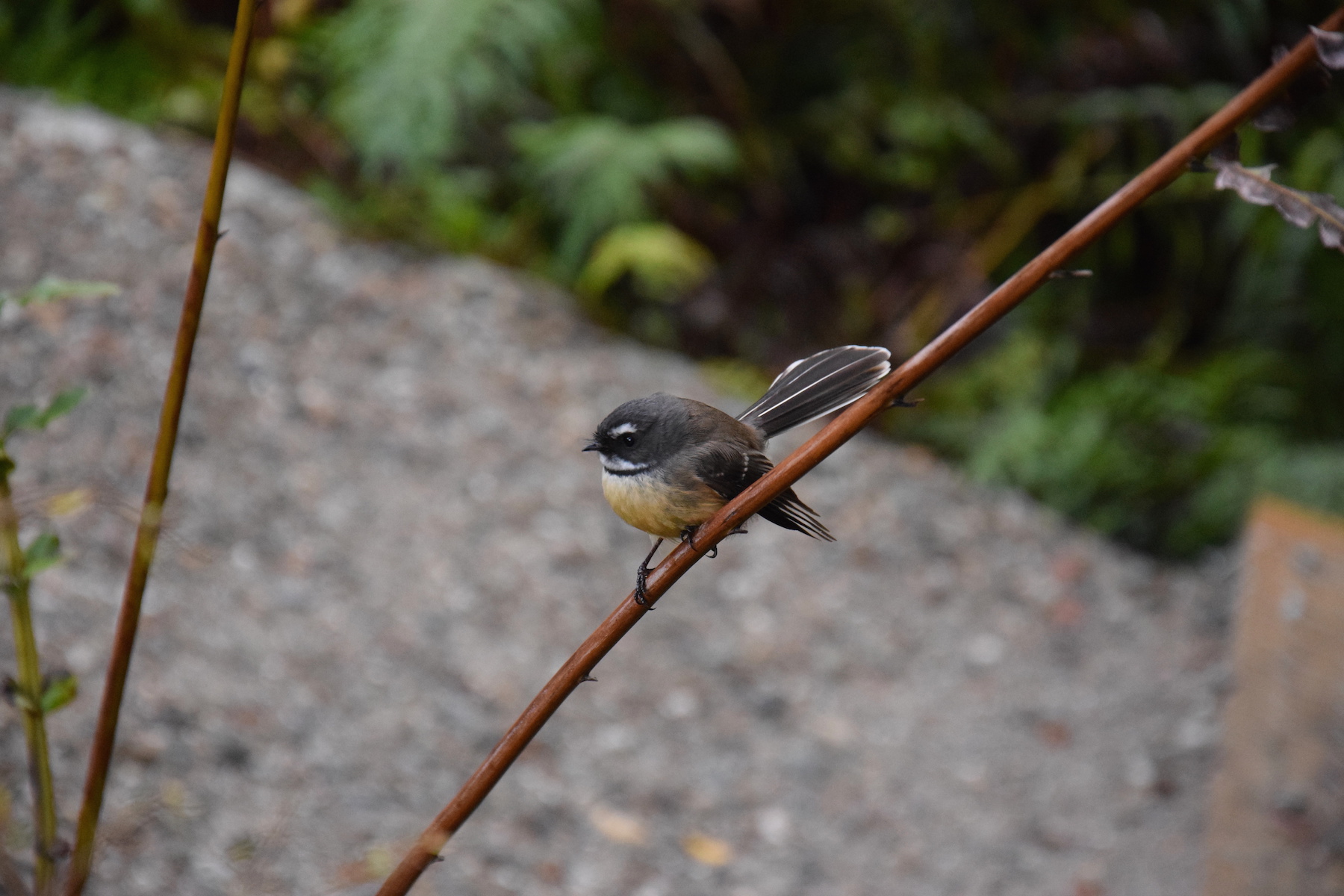 kleiner Vogel